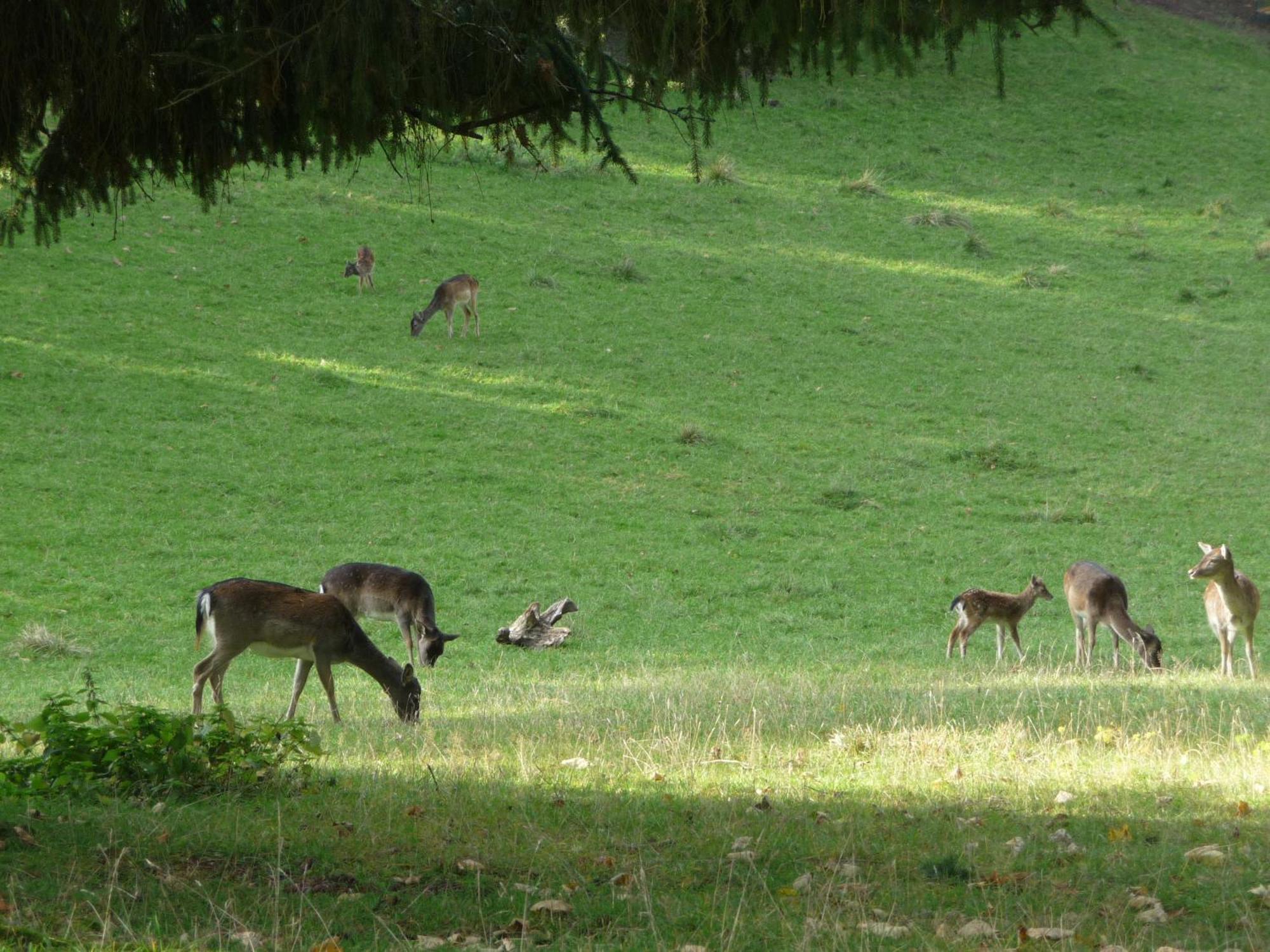 Zum Roten Hirsch im Grünen Wald Saalfeld Saale Exterior foto