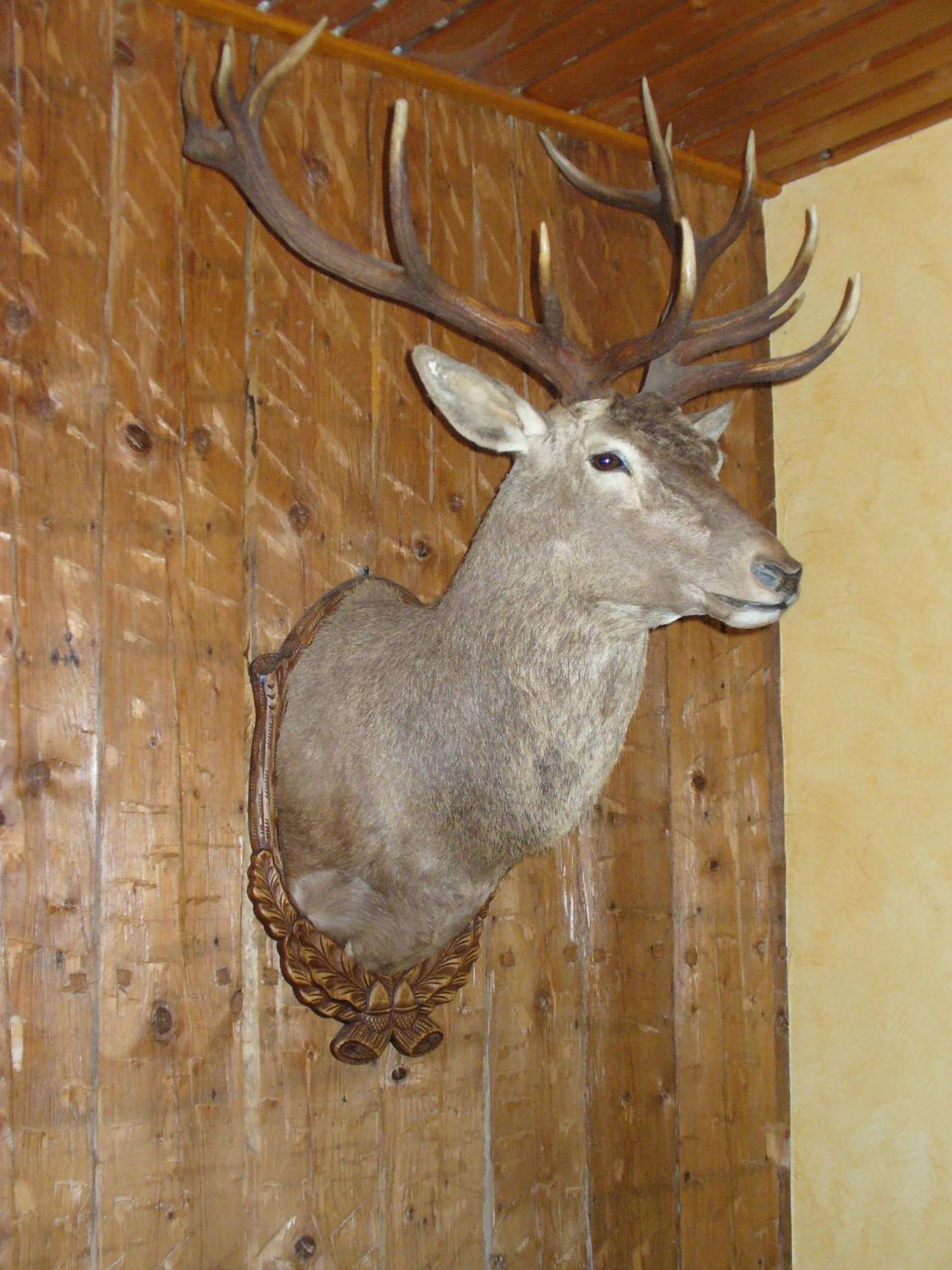 Zum Roten Hirsch im Grünen Wald Saalfeld Saale Exterior foto